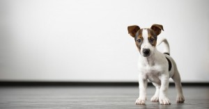 Wie sinnvoll ist eine Hundehaftpflichtversicherung?