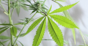 Cannabis legal – vom Haschisch zur Heilpflanze