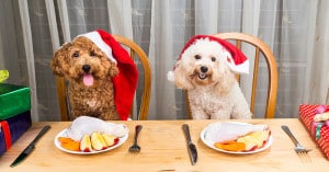 Vergiftungen - eine große Gefahr für Haustiere zu Weihnachten