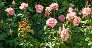 Das Rosarium - eine Zierde für jeden Garten