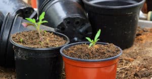 Tomaten pflanzen - was ist für Aussaat, Pflege und Ernte wichtig?
