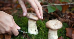 Pilze sammeln - was sollte beachtet werden?