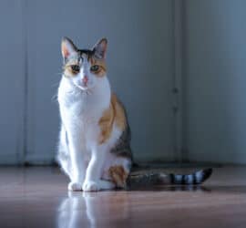 Katzen in der Wohnung halten - was müssen Mieter beachten?