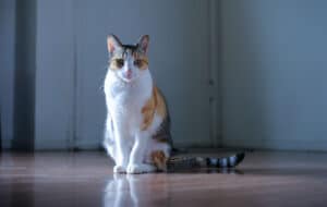Katzen in der Wohnung halten - was müssen Mieter beachten?