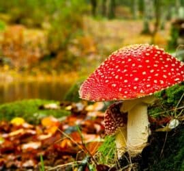 Giftige Pilze und wie man sie erkennt