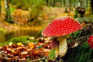 Giftige Pilze und wie man sie erkennt