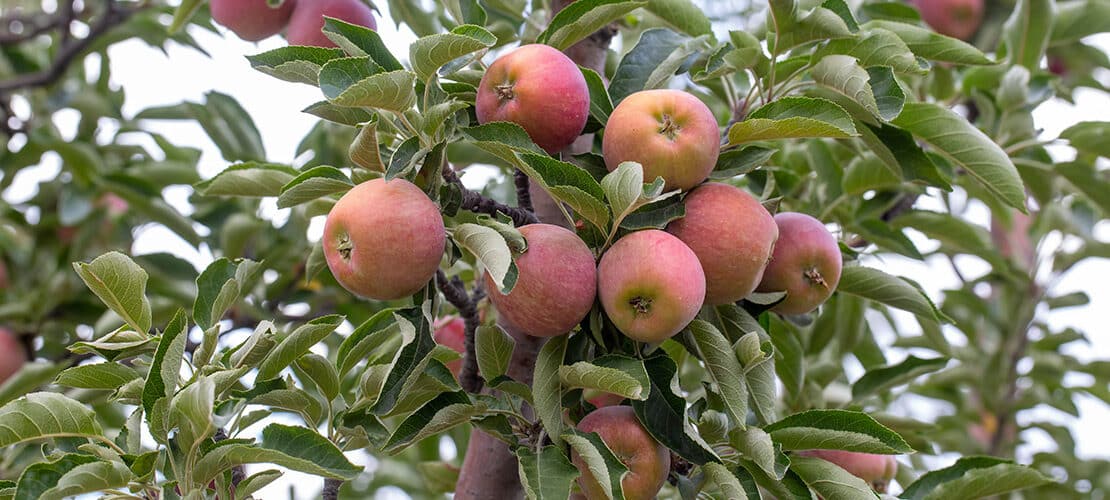 Woran kann man erkennen, dass Äpfel reif für die Ernte sind?