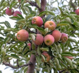 Woran kann man erkennen, dass Äpfel reif für die Ernte sind?