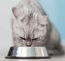 Katzen vegetarisch ernähren? Das sagen Tierärzte