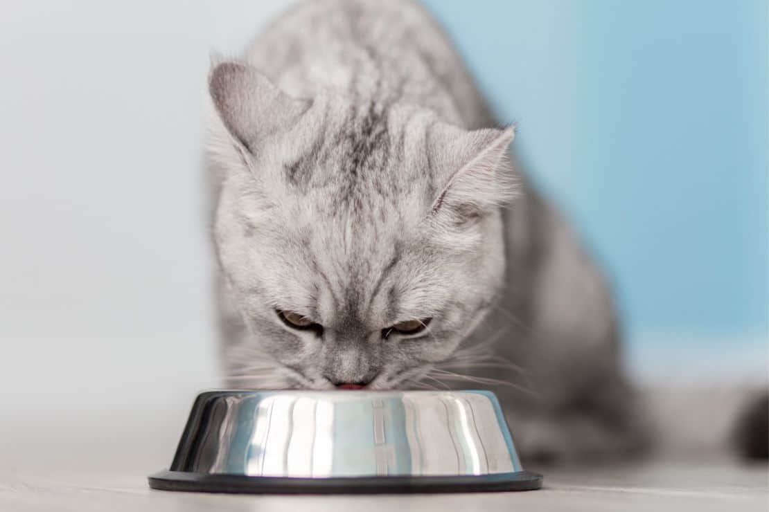 Katzen vegetarisch ernähren? Das sagen Tierärzte