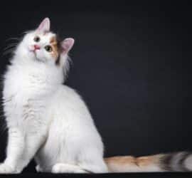 Seltene Katzenrasse – warum Snowshoe-Katzen immer beliebter werden