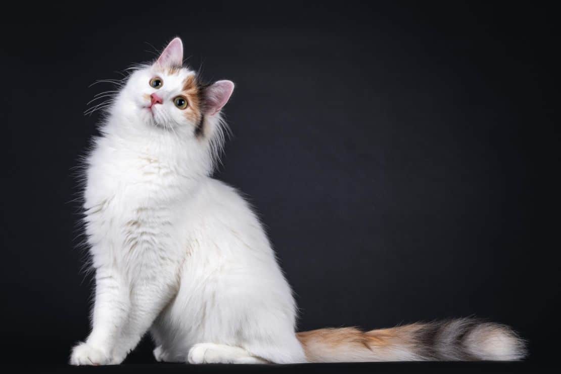 Seltene Katzenrasse – warum Snowshoe-Katzen immer beliebter werden